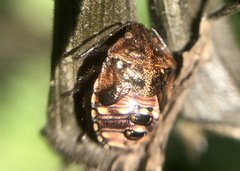Pentatomidae