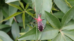 Cosmoclopius poecilus