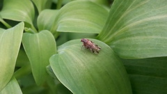 Cixiosoma bonaerense