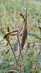 Oxypetalum solanoides