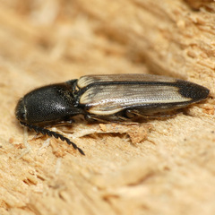 Ampedus linteus