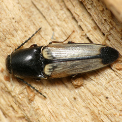 Ampedus linteus