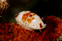 Bistolida fuscomaculata