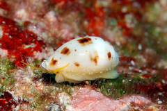 Bistolida fuscomaculata