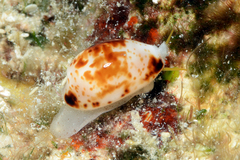 Bistolida fuscomaculata