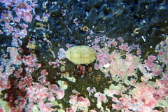 Stenoplax petaloides