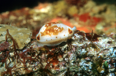 Bistolida fuscomaculata