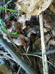 Sceloporus squamosus