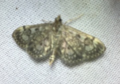 Anania tertialis