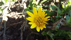 Cuspidia cernua annua