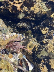 Lithothrix aspergillum