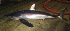 Longfin Mako photo 3