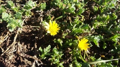 Cuspidia cernua annua