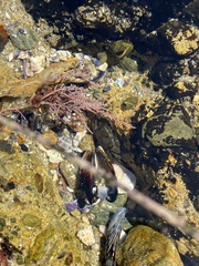 Lithothrix aspergillum