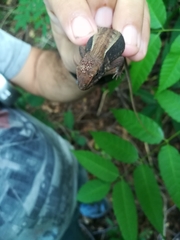 Sceloporus squamosus