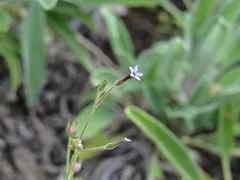Allophyllum divaricatum