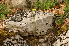 Erysimum nevadense collisparsum