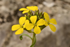 Erysimum nevadense collisparsum