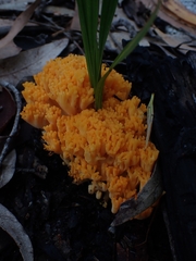 Ramaria capitata