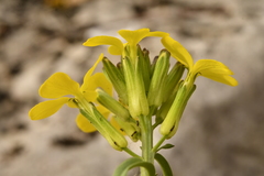 Erysimum nevadense collisparsum