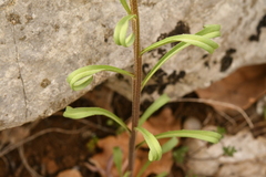 Erysimum nevadense collisparsum
