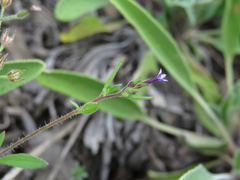 Allophyllum divaricatum