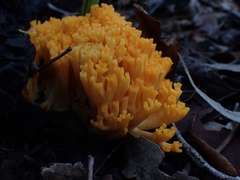 Ramaria capitata