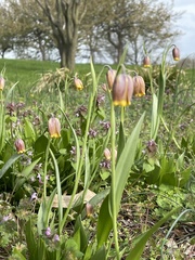 Fritillaria uva-vulpis