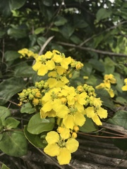 Stigmaphyllon blanchetii