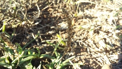 Plantago carnosa
