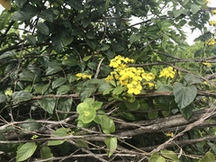 Stigmaphyllon blanchetii