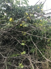 Stigmaphyllon blanchetii