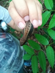 Sceloporus squamosus