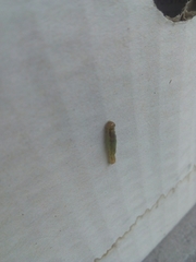 Lepidoptera