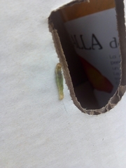 Lepidoptera