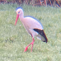 Ciconia ciconia