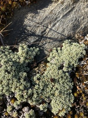 Raoulia parkii