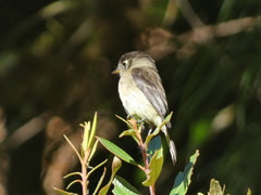 Empidonax atriceps