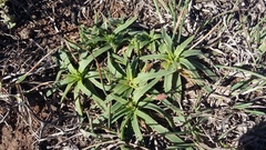 Plantago carnosa