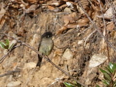 Empidonax atriceps