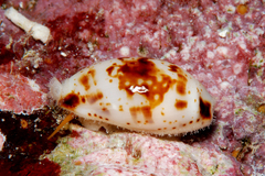 Bistolida fuscomaculata