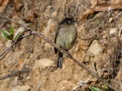 Empidonax atriceps