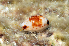 Bistolida fuscomaculata