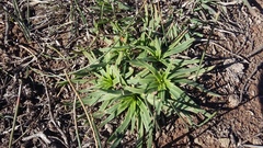 Plantago carnosa