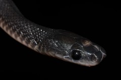 Limaformosa savorgnani