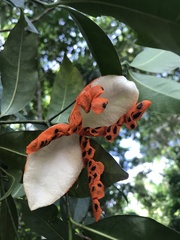 Tabernaemontana flavicans