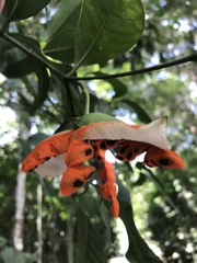 Tabernaemontana flavicans