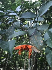 Tabernaemontana flavicans