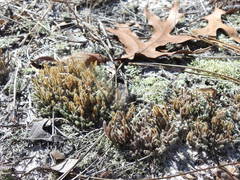 Selaginella acanthonota