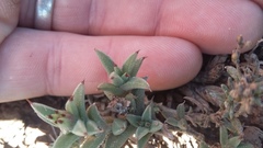 Trichodiadema orientale